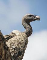 Whitebacked Vulture Closeup photo