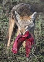 Jackal with Meat