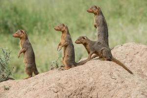 Pygmy Mongoose on Alert photo