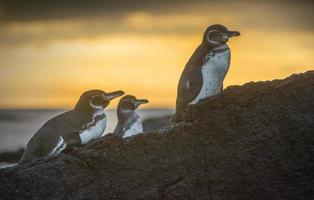 pingüinos de galápagos al atardecer foto