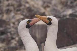 Nazca Boobies Courting photo