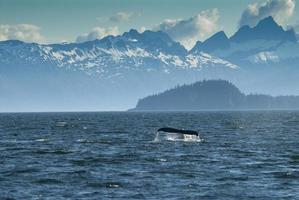 Humpback Whale Fluke and Baranof Island, Alaska photo