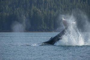 Lobtailing ballena jorobada, brazo portage, Alaska foto