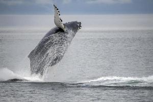 Breaching Humpback Whale photo