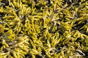 Fucus Seaweed Pattern photo