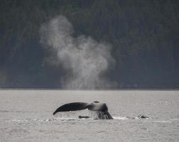 Humpback Whale Tail and Spout