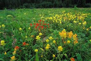 Wildflower Medley, Dundas Bay, Alaska