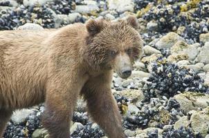 oso de playa en glacier bay foto