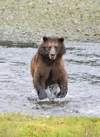 cargando oso pardo en pack creek foto