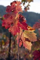 Wine Grape Leaves in Fall photo