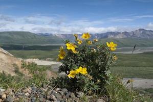 Cinquefoil en policromía pass en el parque nacional denali foto