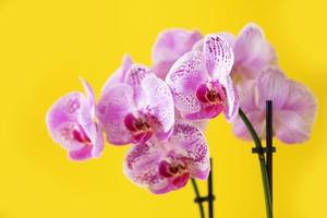 Branch of violet orchid on bright yellow background