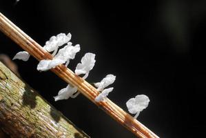 beautifu lmushroom in rain forest photo