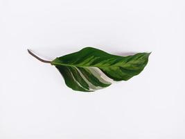 Top view landscape a beautiful leaf isolated on white background photo