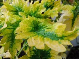 texture of beautiful leaves, it has yellow and green pattern photo