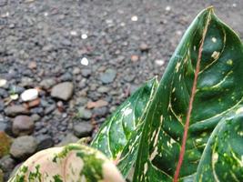 Close up landscape, texture of beautiful leaves with gravel background, selective focus photo