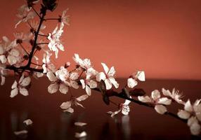 Beautiful blossom branch photo