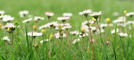 Field of daisies photo