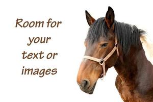 Domestic horse with copy space