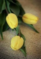 Three yellow tulips photo