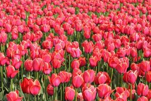 Field of many red tulips photo