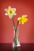 narcisos en florero de vidrio foto