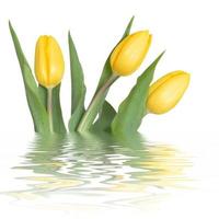 Three yellow tulips photo