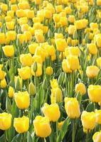 Field of yellow tulips photo