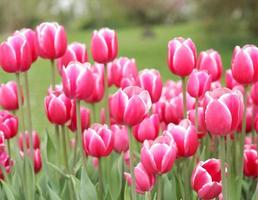 Beautiful pink tulips photo