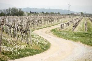 Dandelions in vineyard photo
