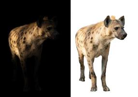 hiena manchada en el fondo oscuro y blanco foto