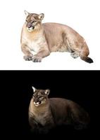 puma or cougar in dark and white background photo