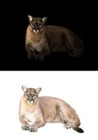 Puma o puma en fondo blanco y oscuro foto