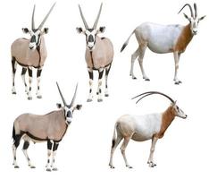 scimitar horned oryx and gemsbok isolated photo