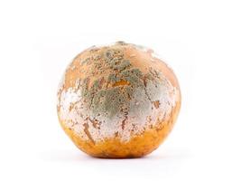 rotten and moldy orange photo