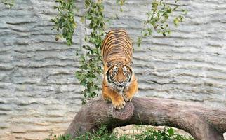 bengal tiger in zoo photo