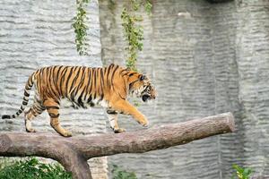 bengal tiger in zoo photo