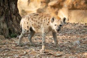 spotted hyena in zoo photo