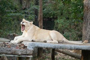 female white lion yawn photo