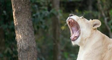 bostezo de león blanco hembra foto