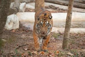 bengal tiger in zoo photo