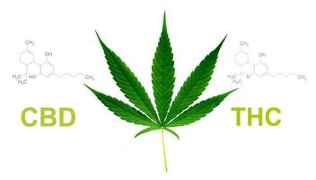 Hoja de marihuana con estructura química cbd thc. foto