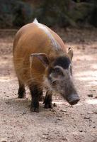 Red river hog Potamochoerus porcus photo