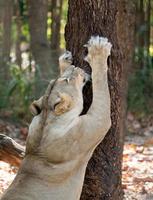 León hembra rascarse la corteza de los árboles foto