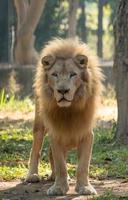 león blanco macho en el zoológico foto