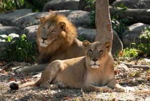 female and male lion in captive environment photo