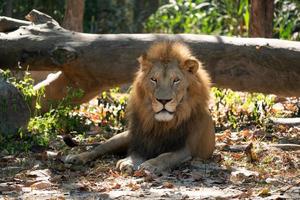 male lion resting in zoo photo