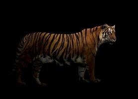 bengal tiger in the dark photo