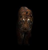 tigre de bengala en la oscuridad