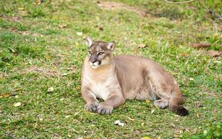puma or cougar resting on green grass photo